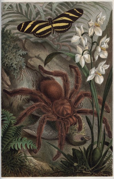 Mygalomorphae（Orthognatha） - Alfred Edmund Brehm (1829-1884) による「Brehm