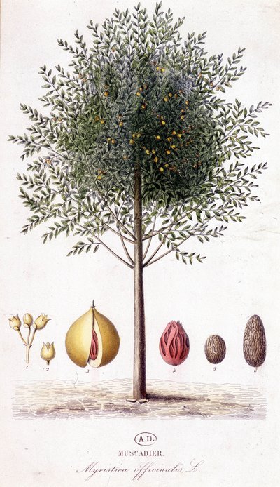 Myristica fragrans - Muscadier（Myristica officinalis）。 ボタニカルボード 作： Unknown artist