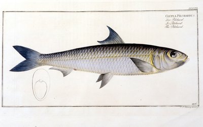 ナチュラル・ヒストリー・プレート。ブロッホの "Ichtiology "の後のピルチャード。19世紀のエングレービング。 作： Unknown artist