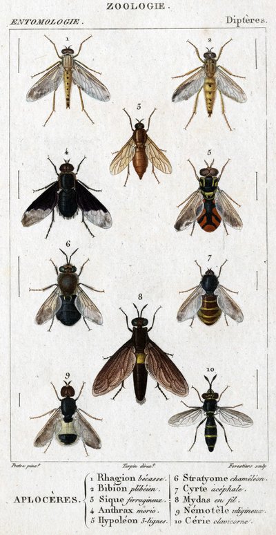 自然史委員会。昆虫学。ディプテレス科。Aploceres: 1.Rhagion beech; 2.Plebeien bion; 3.Ferruginous Sic; 4 Anthrax morio; 5.Hypoleon 63 lines; 6.Stratyome chameleon; 7;Cyrte acephal; 8.Mydas in wire; 9.Utiginous nemotele; 10.clavicorn ce 作： Unknown artist