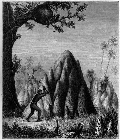 アフリカの「戦争するシロアリ」と「木のシロアリ」の巣。1879年12月20日付の「La Nature: revue des sciences et de leurs applications aux arts et a l