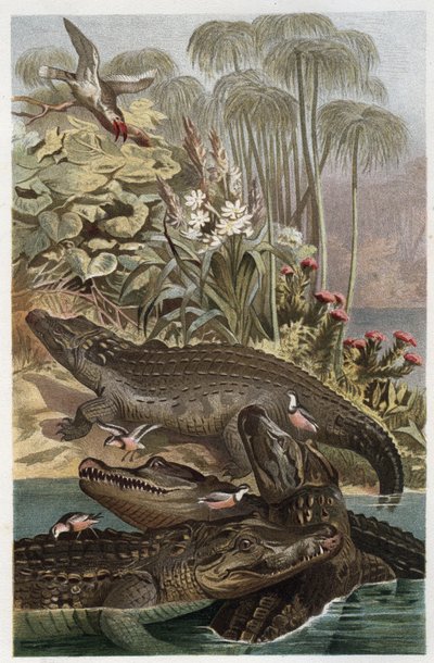 ナイルワニ - ナイルワニ (Crocodylus niloticus) - Alfred Edmund Brehm (1829-1884) による「Brehm