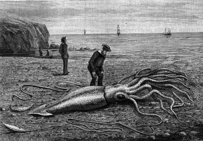 ニューファンドランド島の海岸のタコ。"Architeuthis princeps"。1883年6月9日付の「La Nature: revue des sciences et de leurs applications aux arts et a l