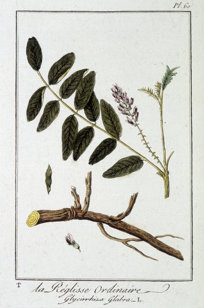 Ordinary liqulisse (Glycirrhiza glabra) - "Exercises de botany à l