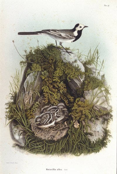 鳥類学：子供の巣の近くにいる灰色のベルジャンネット（motacilla alba）。19世紀の動物学ボード 作： Unknown artist