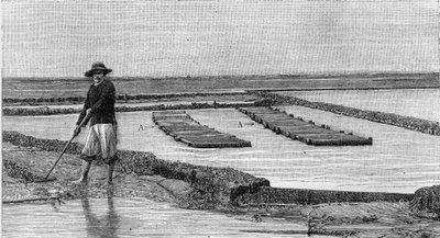 アルカション流域での牡蠣の養殖（1894年）：牡蠣公園の全景。A、A：アンビュランスまたはオストレアフィリック・クレート。(写真より）。)La Nature: revue des sciences et de leurs applications aux arts et a l