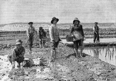 アルカション流域での牡蠣の養殖（1894年）：牡蠣のパーカー（写真より）。1894年6月23日の "La Nature: revue des sciences et de leurs applications aux arts et a l