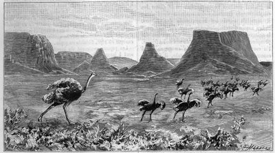 アフリカ南部のダチョウの放し飼い。リヒテンシュタインが1804年に描いた絵を1895年に版画化したもの。 作： Unknown artist