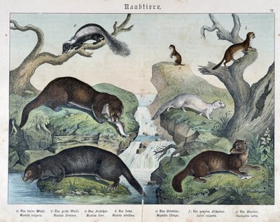 カワウソ、フェレット、イタチ...。- 哺乳類の博物誌」の中のシュライバー 作： Unknown artist