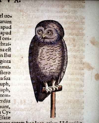 フクロウ（Konrad Gesner著「Historiae animalium」より）、Tiguri 作： Unknown artist