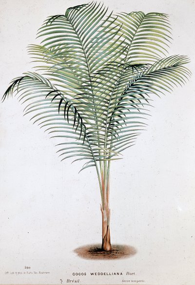 Palm Cocos Weddelliana（ブラジル） - 植物図鑑 作： Unknown artist