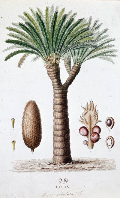 Palm Cycas Revoluta - ボタニカルボード 作： Unknown artist