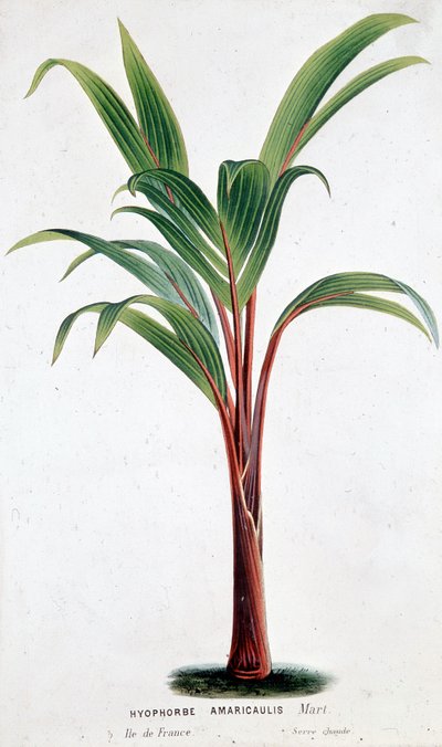 Palm Hyophorbe Amaricaulis (Mauritius) - 植物図鑑 作： Unknown artist