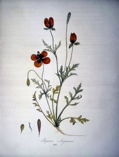 Papaver Argemone（ケシアルゲモーネの花と植物）。19世紀のハーバリウム。 作： Unknown artist