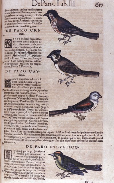 コンラッド・ゲスナー(1516 - 1565)の『動物史』の中のPasserines、Tiguri 作： Unknown artist