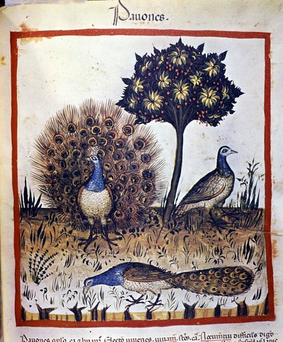 "Tacuinum sanitatis "に描かれた孔雀 作： Unknown artist