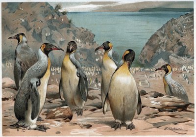 ペンギン...A E ブレム著「動物の一生」（トリノ）より 作： Unknown artist