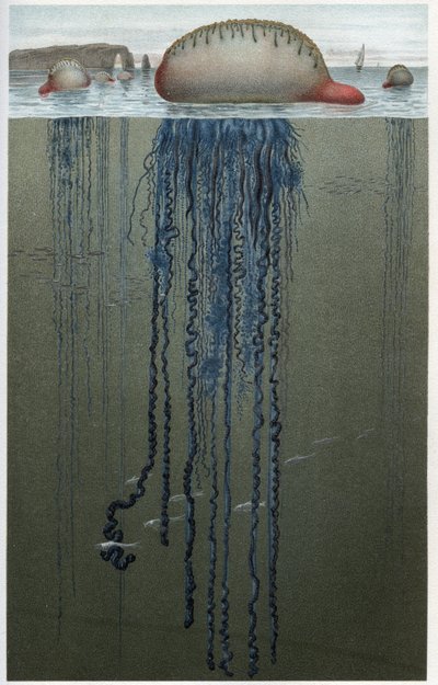 Physalia (Physalia pelagica) - Alfred Edmund Brehm (1829-1884)の「Brehm