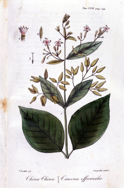 Quinquina（Cinchona Officinalis）のプレート。 作： Unknown artist