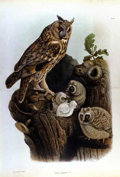 巣の近くにいるフクロウの家族を表すプレート。 作： Unknown artist