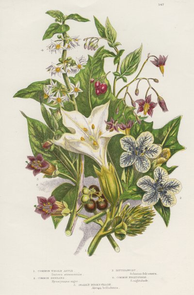 有毒植物。 有毒な Black または Common Nightshade (Solanum nigrum) 左上、Woody Nightshade または Bittersweet (Solanum dulcarama) と同様に、より危険な Deadly Nightshade (Atropa belladonna) が左下に含まれています。 作： Unknown artist