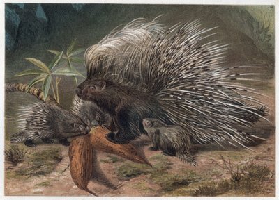 アルフレッド・エドモンド・ブレム（1829-1884）の「ブレムの動物誌」に掲載された彫刻。 作： Unknown artist
