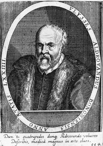 ウリッセ・アルドロヴァンディ（1522～1605年）の肖像。 作： Unknown artist