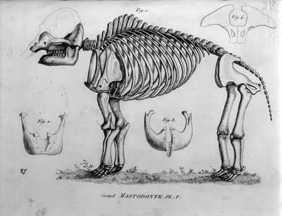 先史時代。マストドンテの骨格、ほ乳類の化石（Mas gigantium）。19世紀の古生物学のボード。 作： Unknown artist