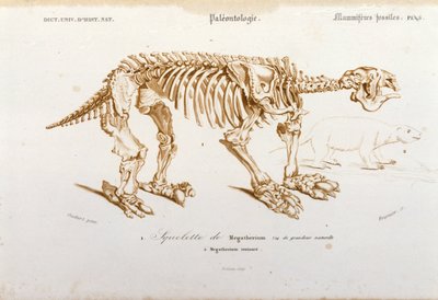 先史時代：メガテリウム（ゾウ科の陸生怠け者）の骨格 哺乳類の化石。Dictionnaire universel d
