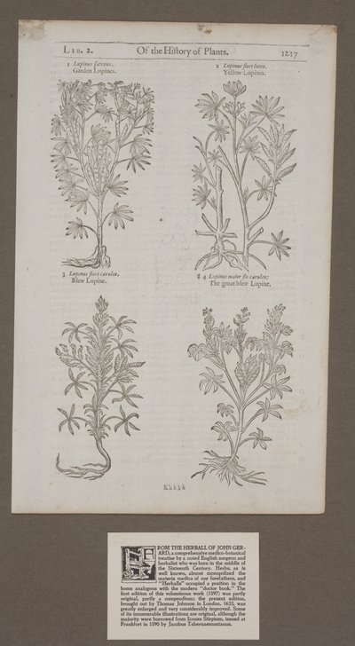 「植物の歴史の、ジョン・ジェラードによるハーブ」から1217ページを印刷 作： Unknown artist