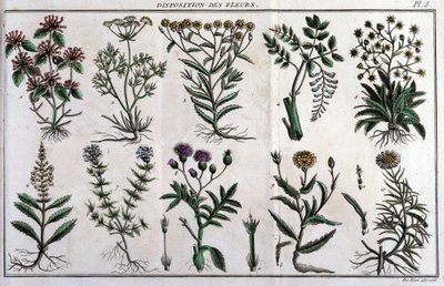 花の提供：「Flora Françoise（フランスに自生するすべての植物の簡単な説明）」では、新しい分析方法に基づいて整理されており、医学的にはあまり正当化されない美徳とその利用法の引用が付け加えられています。 作： Unknown artist