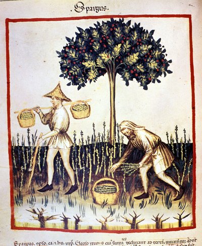 レコール・アスパラガス医食同源のミルキングからのイルミネーション "Tacuinum sanitatis" 作： Unknown artist