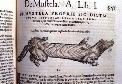Conrad Gesner (1516 - 1565) の『Historia Animalium』に掲載されている、イタチに関連するムステラ（イタチ科の動物）の表現、Tiguri 作： Unknown artist