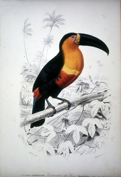 南米の鳥、オオハシを表現したもの。19世紀のエングレーヴィング。 作： Unknown artist