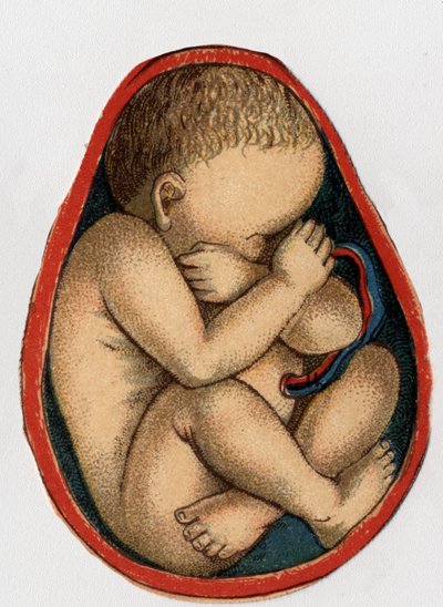妊娠している子宮を表現したもの。"The new natural medication" by F.E. Bilz.1898. 作： Unknown artist