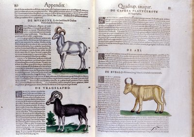 コンラッド・ゲスナー（1516-1565）の『Historia Animalium（動物史）』の中で、羊や水牛......ティグリが表現されています。 作： Unknown artist