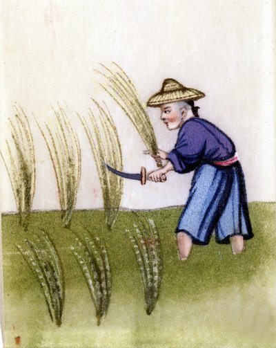 中国での稲作の様子。ライスペーパーに描かれた絵。ミラノにて。 作： Unknown artist