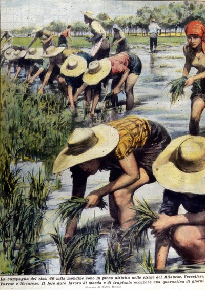 1954年のミラノ周辺での稲の植え替え。 作： Unknown artist