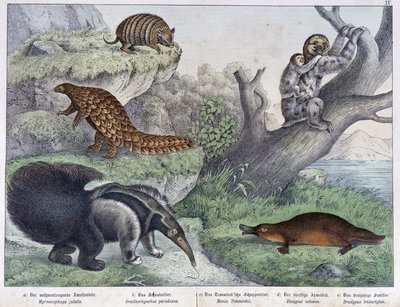 齧歯類。Tatou, lazy, ant - "Natural histories of mammals", ed.シュライバー 作： Unknown artist
