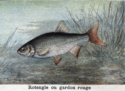 ローテングル（レッドローチ） 1898年の版画 作： Unknown artist