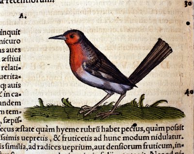 Conrad GesnerのHistoria Animaliumに倣ったルージュ、Tiguri 1560。Braidense国立図書館。ミラノ 作： Unknown artist