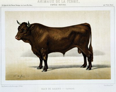 サラーズ・ブリード・トーラス - in "Farm Animals" 作： Unknown artist