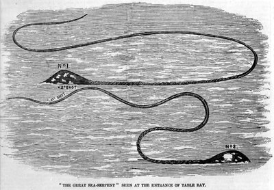 1850年、南アフリカのテーブル・ベイの入り口で目撃されたウミヘビ。頭部と長い尾の形状から、ダイオウイカの2本の触手と思われる。時代のエングレービング。 作： Unknown artist