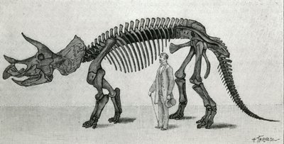 トリケラトプス プロラススの骨格 作： Unknown artist