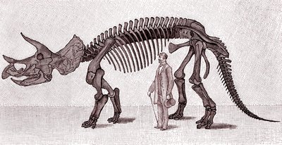 トリケラトプスの骨格標本 作： Unknown artist