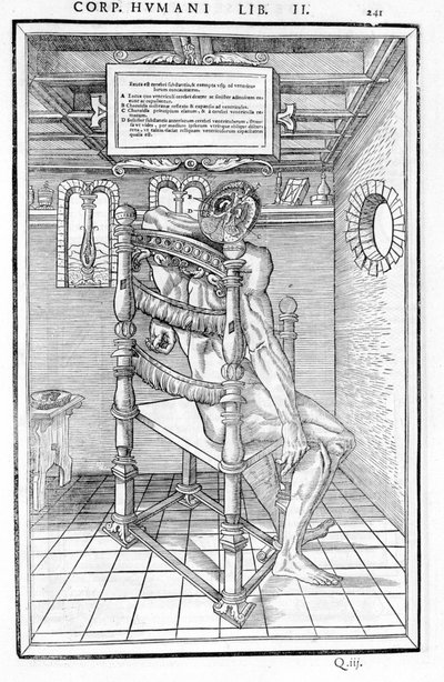 頭蓋骨のカット。"De dissectione partium corporis humani lbri tres... "の解剖図。カルロ・ステファノ・リベリオ、1545年パリ 作： Unknown artist