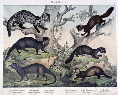 小型カルーア。"Histoires naturelles des mammals", ed.シュライバー 作： Unknown artist
