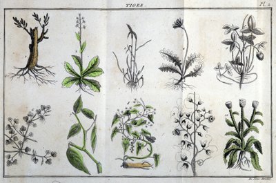 茎：Jの「Flora Françoise、またはフランスに自生するすべての植物の簡単な説明。 作： Unknown artist