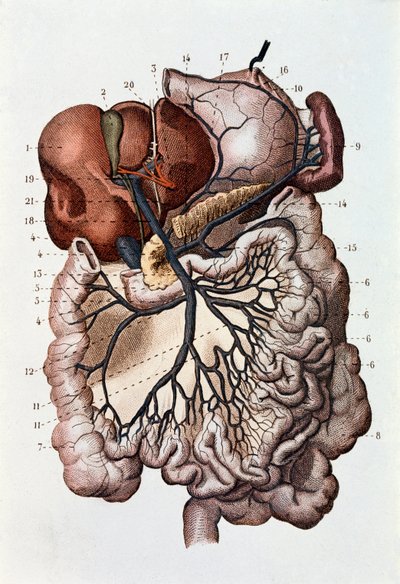 人間の脳、大脳半球、小脳の研究（彫刻 作： Unknown artist
