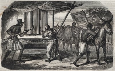 製糖：西インド諸島の製糖工場のサトウキビ工場。1859年に描かれたもの。 作： Unknown artist